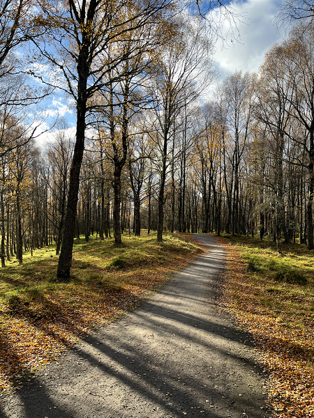 Autumnal Forest Walk Through the Scottish Highlands Print